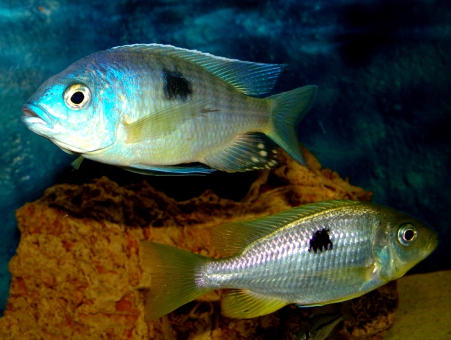 Copadichromis pleurostigma 'Kande Island'